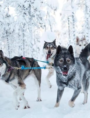 husky-02_rsz_29102024110846181-1